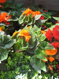 Begonia - Nonstop Orange