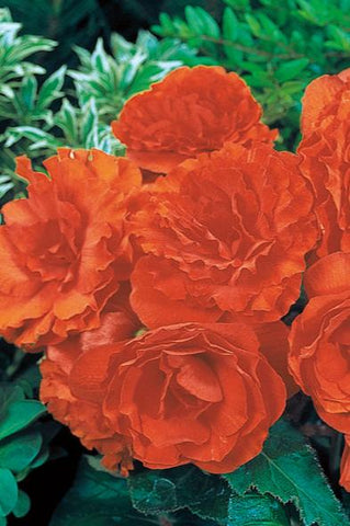 Begonia - Nonstop Orange