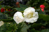 Begonia - Nonstop White