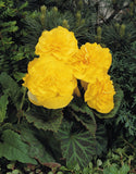 Begonia - Nonstop Yellow