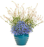 Gaura - Stratosphere White