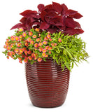 Ipomea - Sweet Caroline Medusa Green