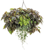 Ipomea - Sweet Caroline Sweetheart Shadowstorm