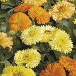 Calendula - Bon Bon Mix