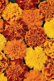Marigold - Bonanza Mix