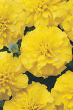 Marigold - Bonanza Yellow