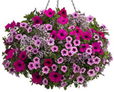 Petunia - Supertunia Mini Vista Plum Veined