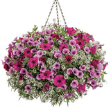 Petunia - Supertunia Mini Vista Plum Veined