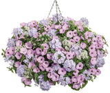 Petunia - Supertunia Vista Cool Jazz