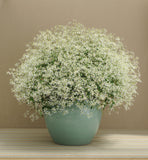 Euphorbia - Breathless White