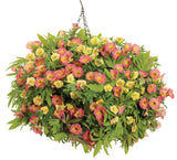 Ipomea - Sweet Caroline Medusa Green