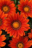 Gazania - New Day Bronze Shades