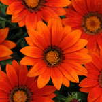 Gazania - New Day Bronze Shades