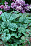 Brunnera - Jack Frost