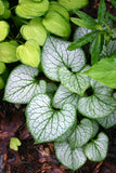 Brunnera - Jack Frost