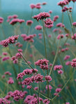 Verbena - Buenos Aires