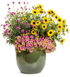 Gomphrena - Truffula Pink