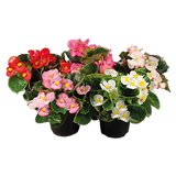 Begonia - Super Olympia Mix