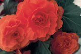 Begonia - Nonstop Orange