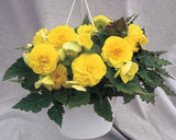 Begonia - Nonstop Yellow
