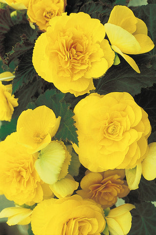 Begonia - Nonstop Yellow