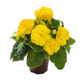 Begonia - Nonstop Yellow