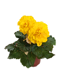 Begonia - Nonstop Yellow