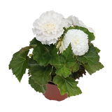 Begonia - Nonstop White