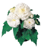 Begonia - Nonstop White