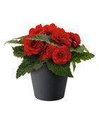 Begonia - Nonstop Red