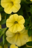 Calibrachoa - MiniFamour Neo Deep Yellow