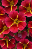 Calibrachoa - MiniFamour Neo Red Hawaii