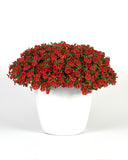 Calibrachoa - MiniFamour Neo Red Hawaii