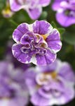 Calibrachoa - MiniFamous Uno Dbl Funtopia Blue