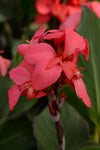 Canna Lily - Cannova Rose