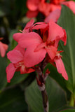 Canna Lily - Cannova Rose