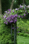 Clematis - Jackmanii Superba