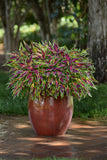 Coleus - FlameThrower Chili Pepper