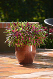 Coleus - FlameThrower Chili Pepper