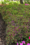 Coleus - FlameThrower Chili Pepper