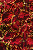 Coleus - Solar Flare