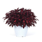Coleus - FlameThrower Adobo Pink