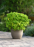 Coleus - ChargedUp Keylime Fringe