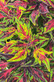 Coleus - FlameThrower Chili Pepper