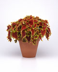 Coleus - Copperhead