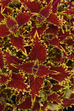 Coleus - Copperhead