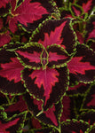 Coleus - Heartbreaker