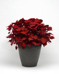 Coleus - Ruby Slipper