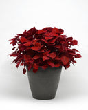 Coleus - Ruby Slipper