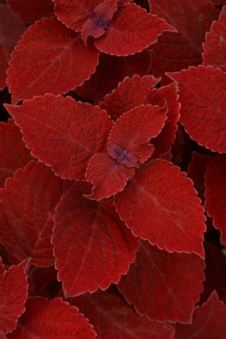 Coleus - Ruby Slipper